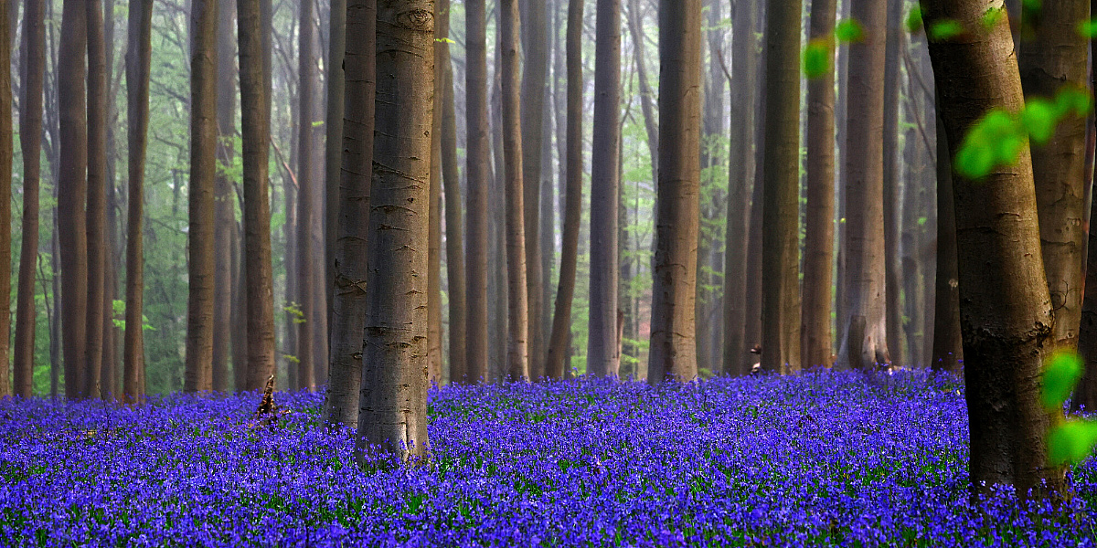 Svakog proljeća se šuma kod Brisela pretvara u oazu ljubičaste boje: Pogledajte nestvarne prizore
