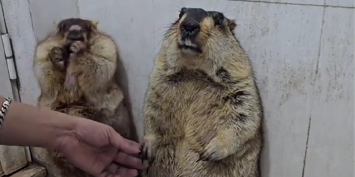 Video na kojem mrmotima režu nokte nasmijat će vas do suza: Jedan je mirno prihvatio sudbinu, a drugi 