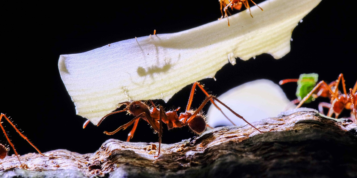 Državljanin Kine pokušao prokrijumčariti 2.000 mrava iz Kenije, osuđen na godinu dana zatvora