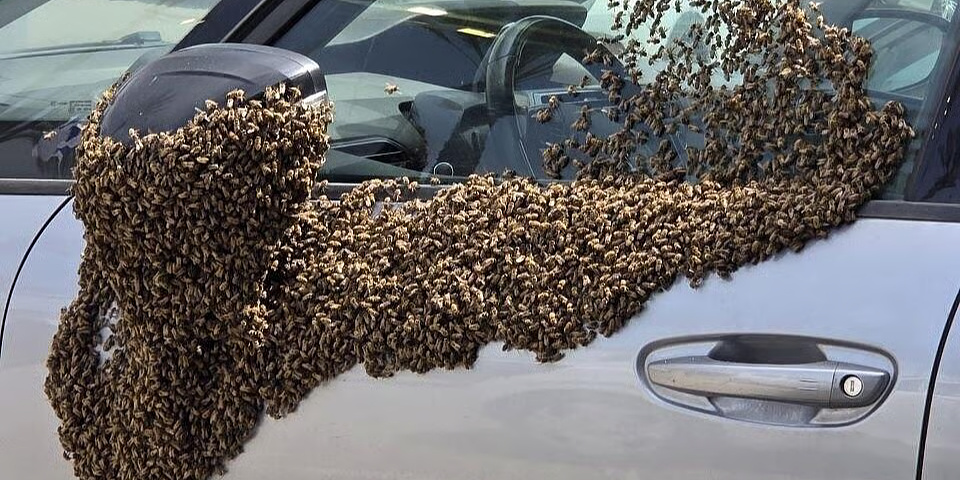 Izazvale masovnu paniku: Hiljade pčela napale posjetioce tržnog centra u Izraelu