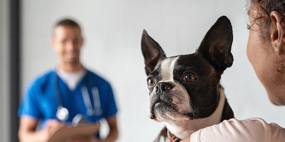 Zašto psi najčešće povraćaju u proljetnom periodu