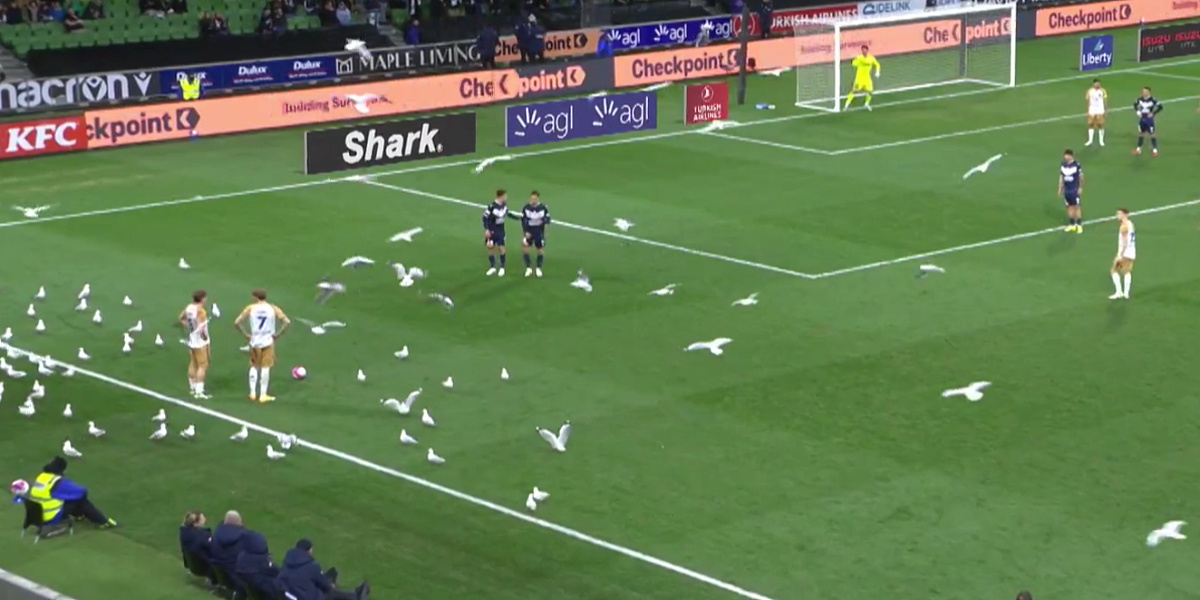 Bizarna invazija galebova u Australiji nakratko prekinula nogometnu utakmicu