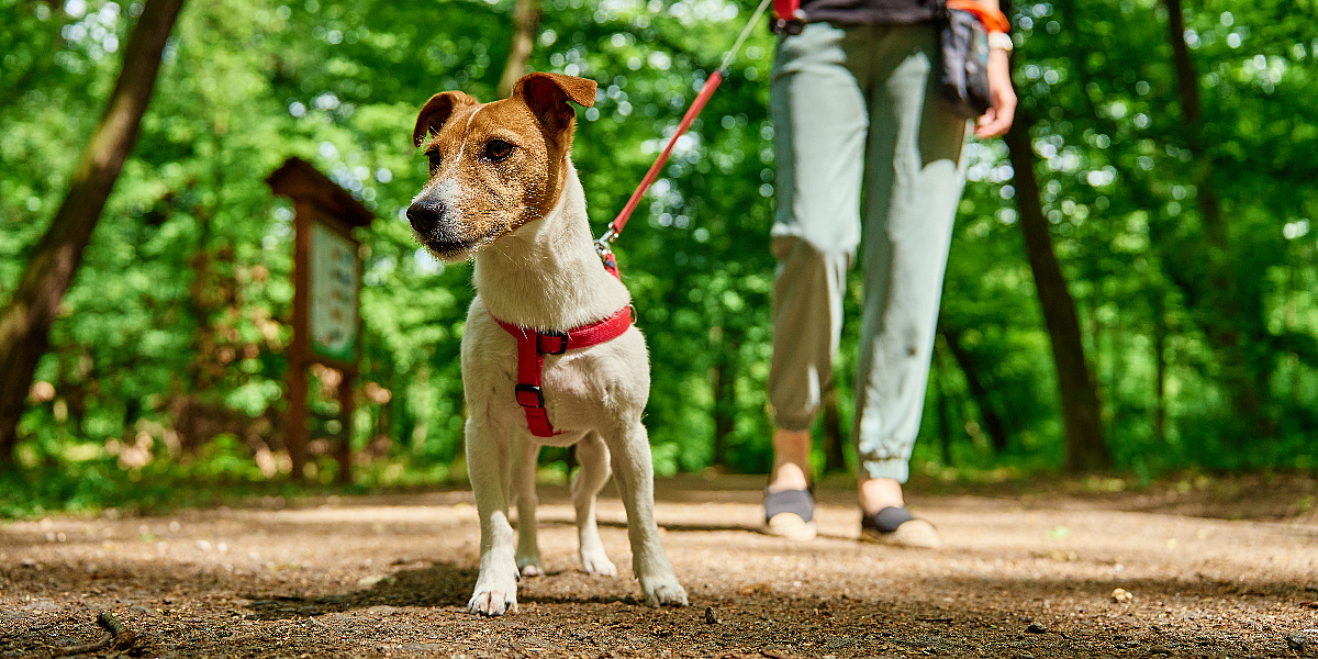 Koliko dugo bi trebale trajati šetnje s vašim psom