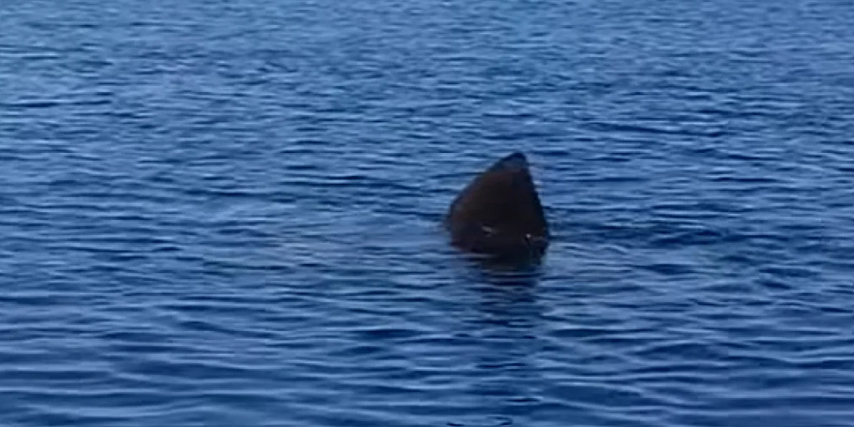 U moru kod Istre uočena golema psina, druga najveća vrsta ribe na svijetu