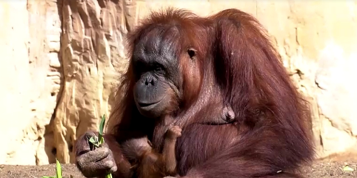 Emotivni prizori majke orangutana koja drži svoje novorođenče razniježili posjetitelje španskog zoo vrta