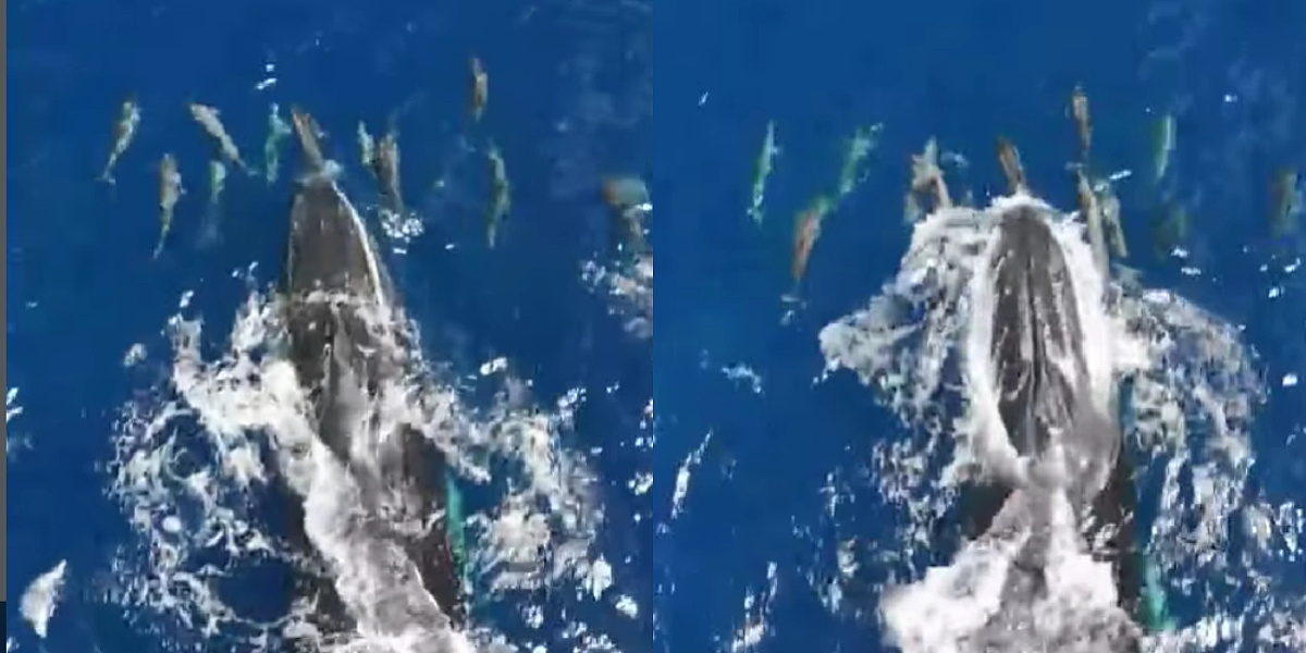 Nevjerovatan prizor zabilježen na Islandu: Kitovi i delfini zajedno uživaju u igri u oceanu