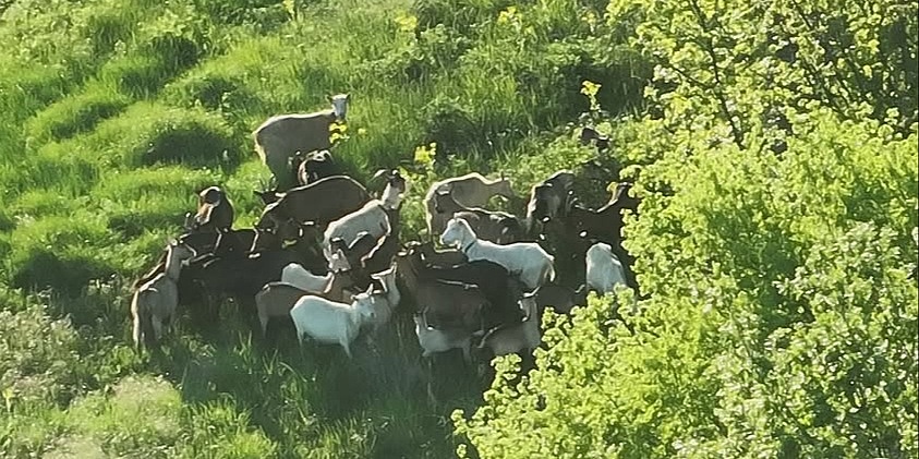 Široki Brijeg: Muškarac izgubio stado koza, pronašli ga pripadnici GSS-a uz pomoć drona