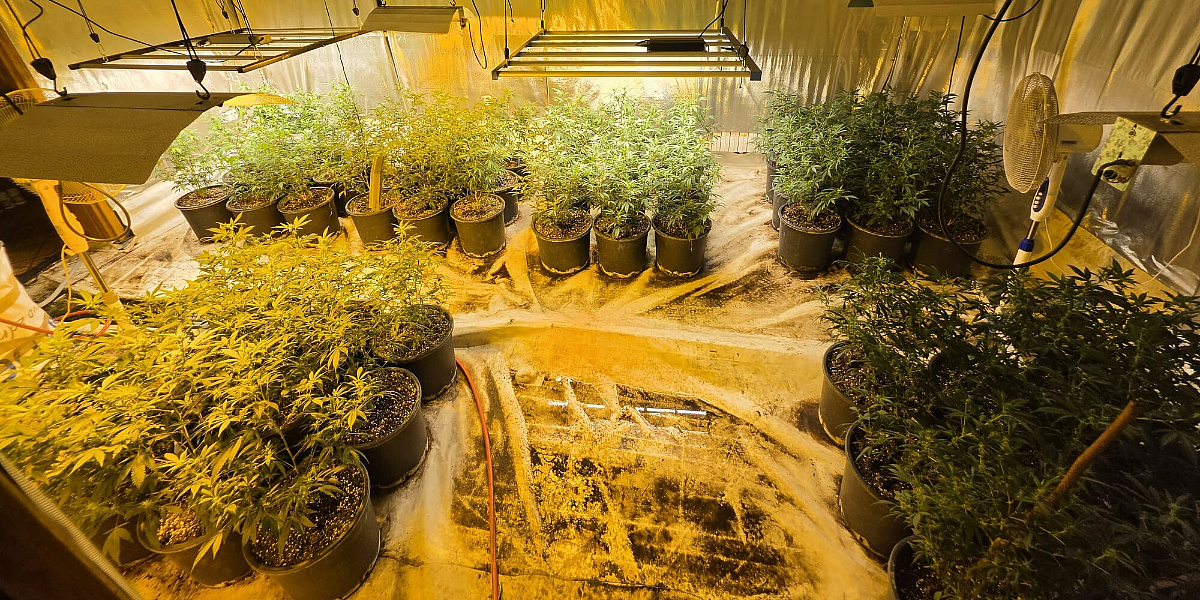 U Sarajevu uhapšena 31-godišnjakinja kod koje je pronađeno pet laboratorija za uzgoj marihuane