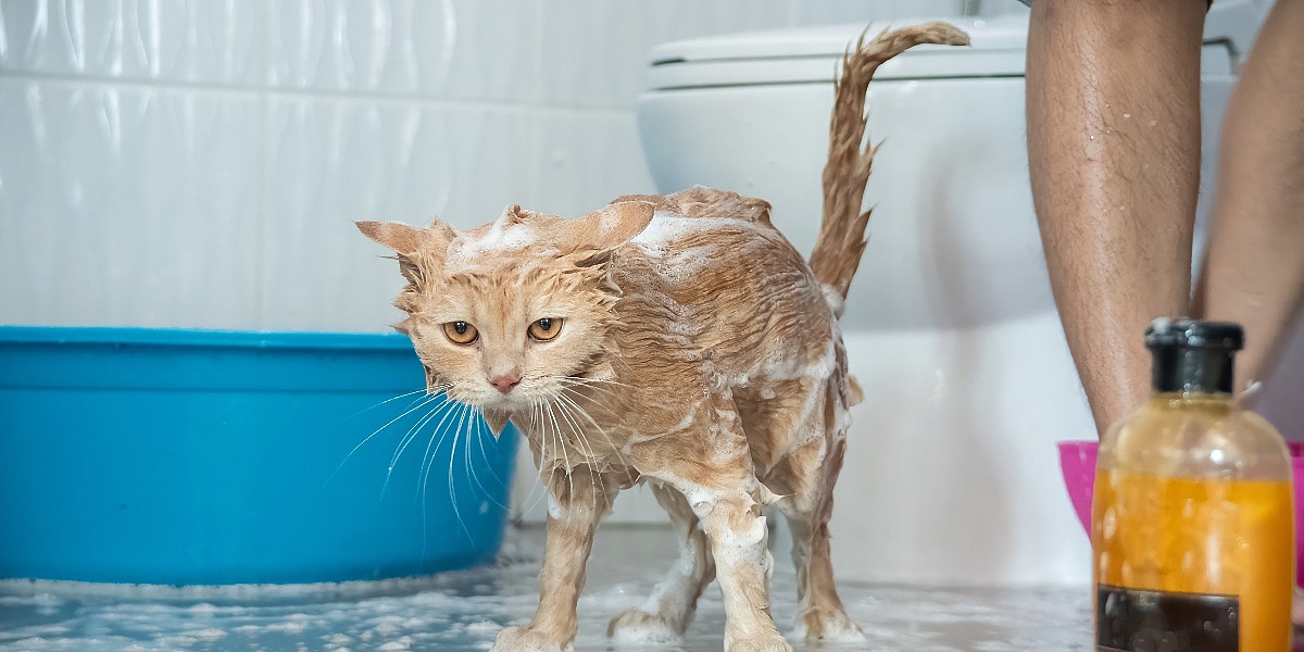 Zašto mačke toliko mrze da se kupaju: Razlozi njihove noćne more