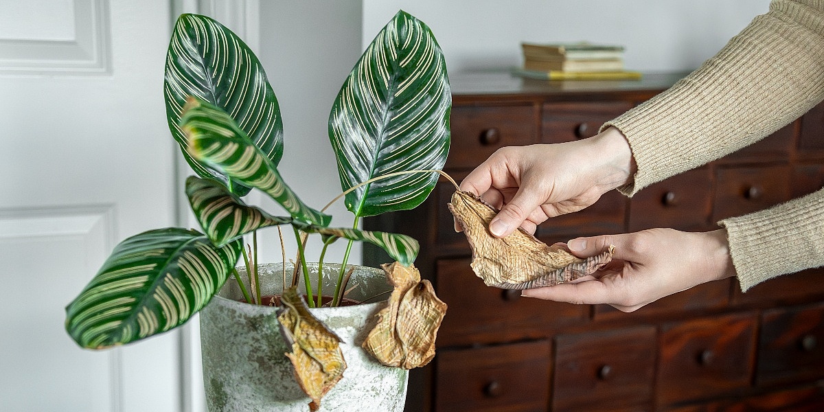 Biljke vam venu? Uz ove trikove brzo ćete ih vratiti u život