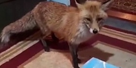 Nesvakidašnja scena zabilježena u selu kod Konjica: Lisica ušla u dnevnu sobu dok su ukućani pili kafu