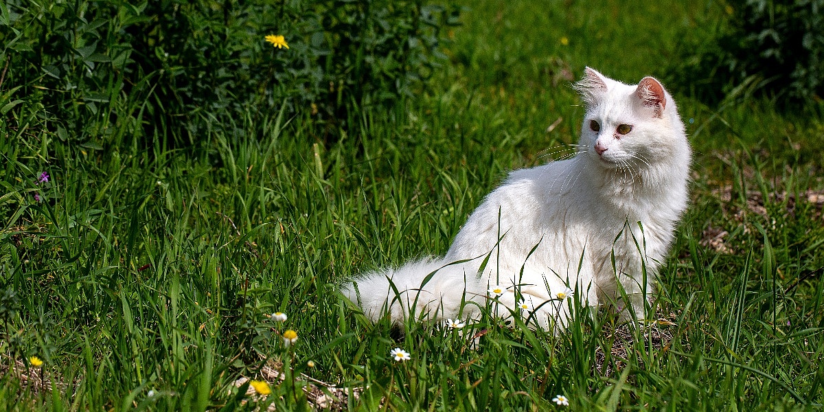 Njemačka općina izdvojila 10.000 eura za veterinarsko liječenje mačka