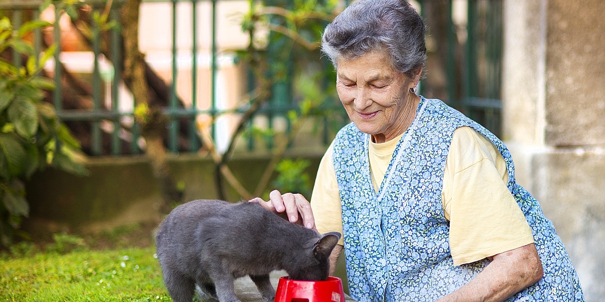 Smiju li mačke jesti hljeb: Veterinar pojašnjava opasnosti i pravila