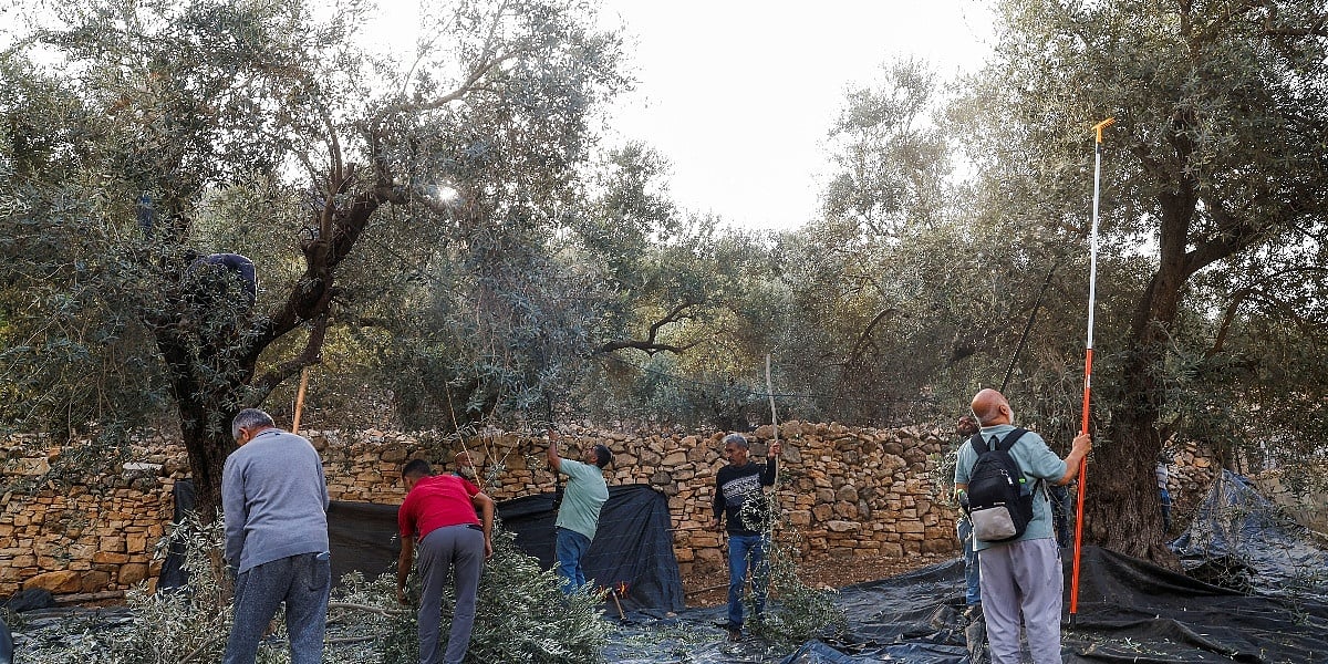 Progon Palestinaca na Zapadnoj obali: Izraelska vojska ispalila suzavac na berače maslina, doseljenici ih kamenovali