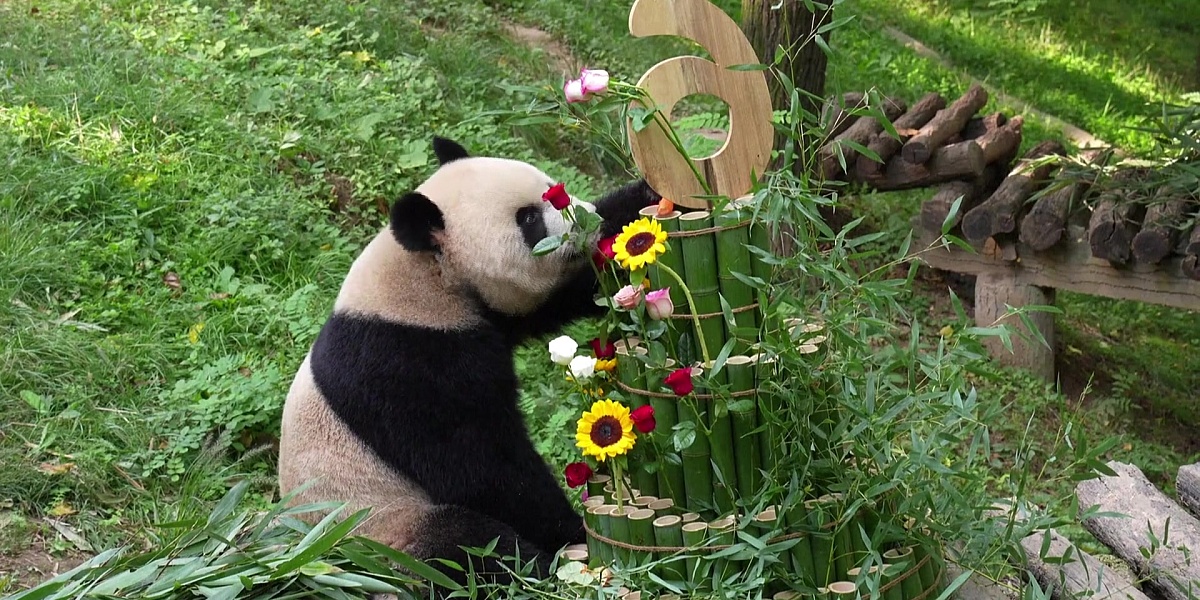 Panda Qin Hua proslavila šesti rođendan uz nesvakidašnju tortu od bambusa