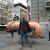 Gigantski penis se provozao centrom Sarajeva