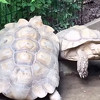 Heroj pod oklopom: Kornjača u spašavanju zaglavljenog "prijatelja"