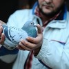 Golubarstvo hobi sa takmičarskim duhom: Golubovi s pedigreom uživaju poštovanje i osvajaju prestižne nagrade