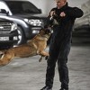 Policijski psi u BiH: Šampioni u napadima, detekciji narkotika, eksploziva, spašavanju...
