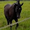 Naučnici tvrde: Konji su imali pruge kao zebre