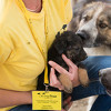 Dogs Trust otvara centar za obuku pasa