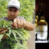Nova studija pokazala: Marihuana je 114 puta sigurnija od konzumiranja alkohola