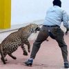 Indija: Leopard ušao u školu i povrijedio šest osoba
