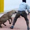Indija: Leopard koji je napao šest osoba pobjegao iz kaveza