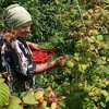 Bh. voće propada zbog uvoza: Strahujemo da ćemo morati ugasiti proizvodnju