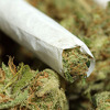 Šta marihuana radi našem tijelu i mozgu?