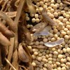 Sijali GMO soju u Posavini, Semberiji, Bosanskoj Gradišci i Srpcu