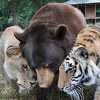 Tigar, lav i medvjed najbolji prijatelji već 15 godina