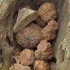 Video koji šokira: Čimpanze u Africi pokazuju ritualno ponašanje