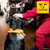 Sarajevski osnovci uz Dogs Trust učili o sigurnosti s psima i odgovornom vlasništvu pasa