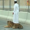 Tigar šetao autoputem u Dohi, zvaničnici najavili istragu