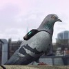Golubovi u službi zdravlja i borbi protiv zagađenja zraka u Londonu
