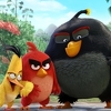 Film "Angry Birds" okupio neke od najvećih regionalnih glumaca