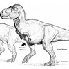 Naučnici vjeruju da su pronašli trudnu ženku T-Rexa