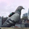 Golubovi sa malim ruksacima mjere kvalitet zraka u Londonu
