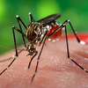 Južna Koreja potvrdila prvi slučaj virusa Zika