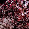 Kako izgleda proljeće "zarobljeno" u Japanu