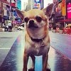 Oni su naprosto ljubimci Instagrama: Najpopularniji putnici u životinjskom svijetu
