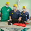 Dogs Trust počeo finansirati besplatnu sterilizaciju pasa u Kantonu 10