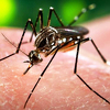Naučnici tvrde: Zika Virus je opasniji nego što se misli