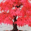 Udahnite proljeće uz prelijepo dekorisano bonsai drveće