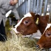 Farma u Trnopolju je hotel za krave: Telad se hrane mlijekom s vanilijom, a muža se obavlja uz muziku