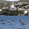 Vlasnici bh. ribogojilišta nemaju potrebu izvoziti ribu
