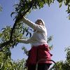Čapljinski voćari ove godine očekuju berbe s velikim prinosima