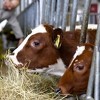 Potpisan ugovor o zakupu zemljišta i gradnji moderne farme goveda u Bosanskoj Krupi