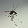 Toplo vrijeme donosi nove opasnosti od Zika virusa u Evropi, na udaru i BiH